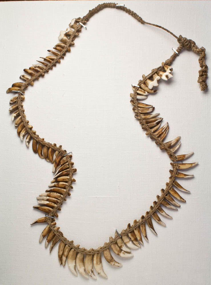 strand of dog tooth beads from Asmat tribe, Western New Guinea, Indonesia