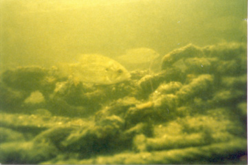 sunken chain, with fish